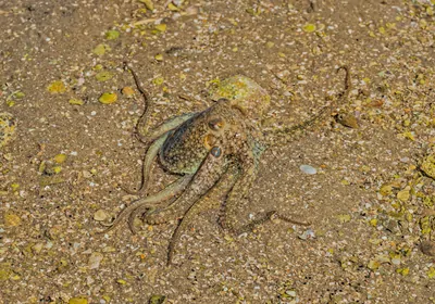 brown spotted octopus blending in with its background